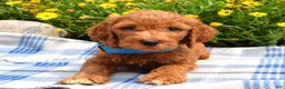 Sheepadoodle dogs for sale: Simba - Ad 4