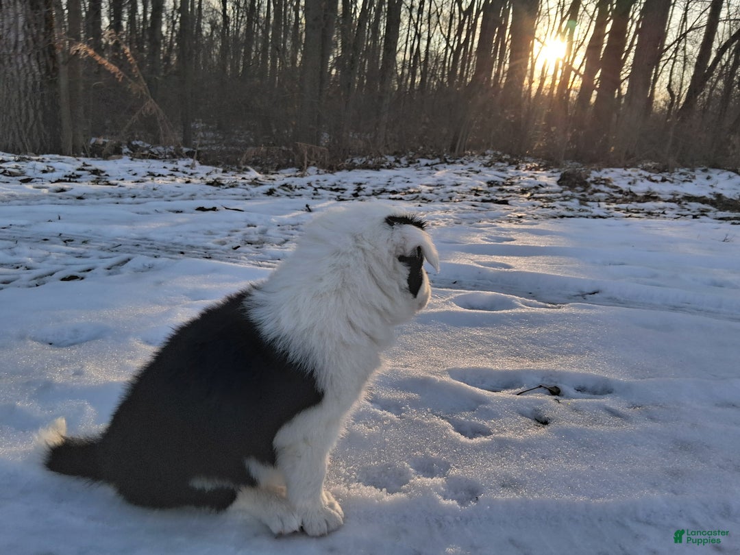 Border Collie dogs for sale: Buddy - Ad 2
