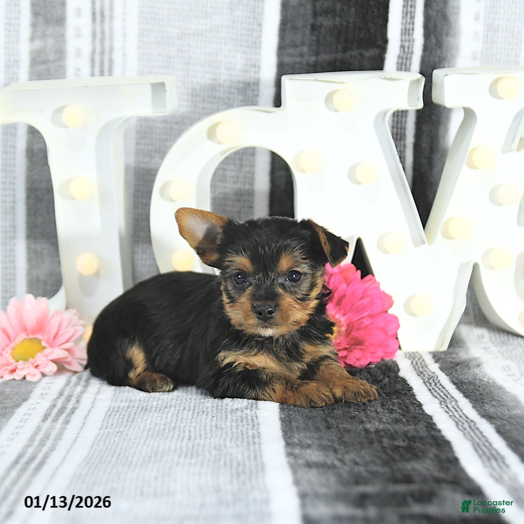 Yorkshire Terrier dogs for sale: Maverick - Ad 4