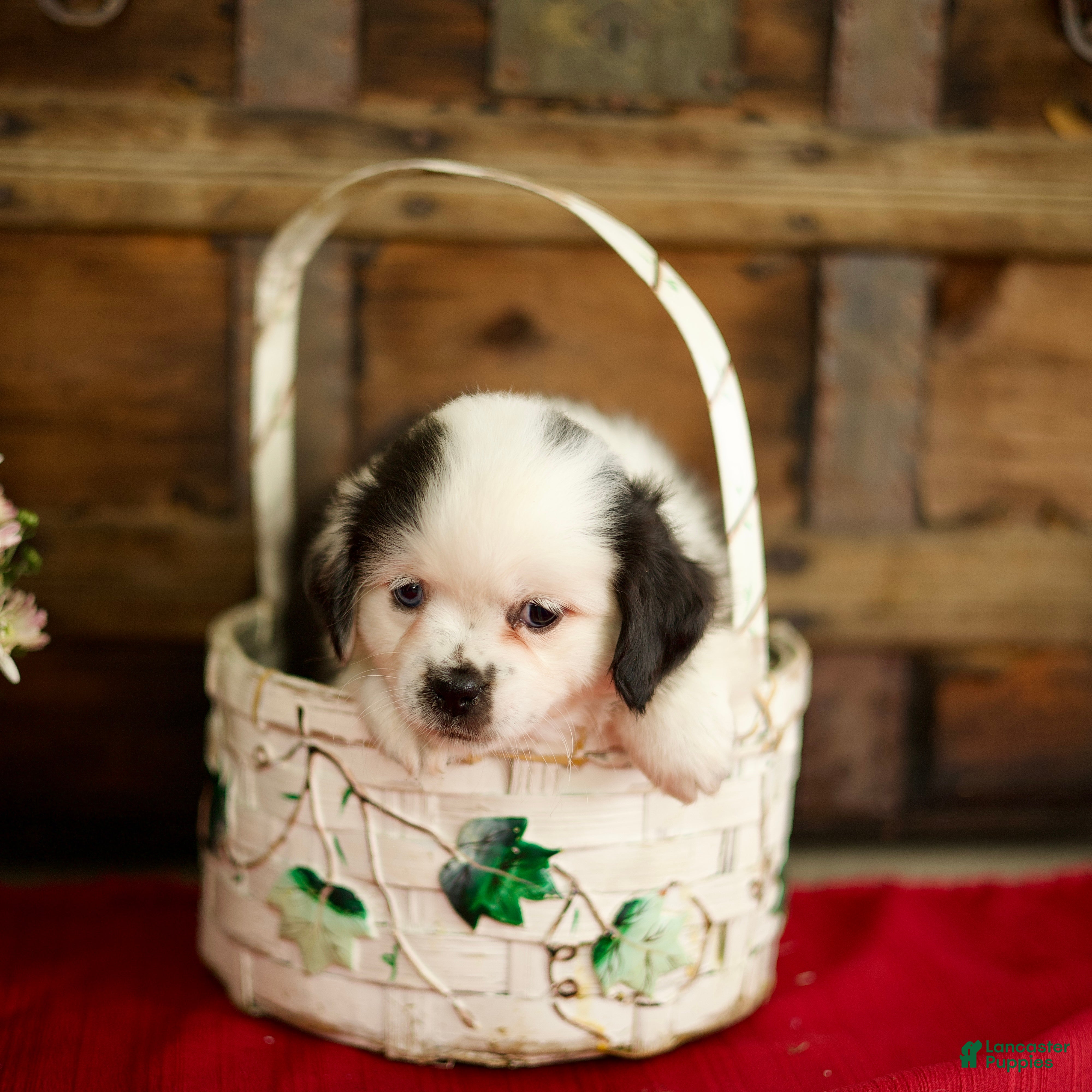 Mixed Breed dogs Bailey - Ad 2