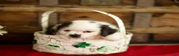 Mixed Breed dogs for sale: Bailey - Ad 2