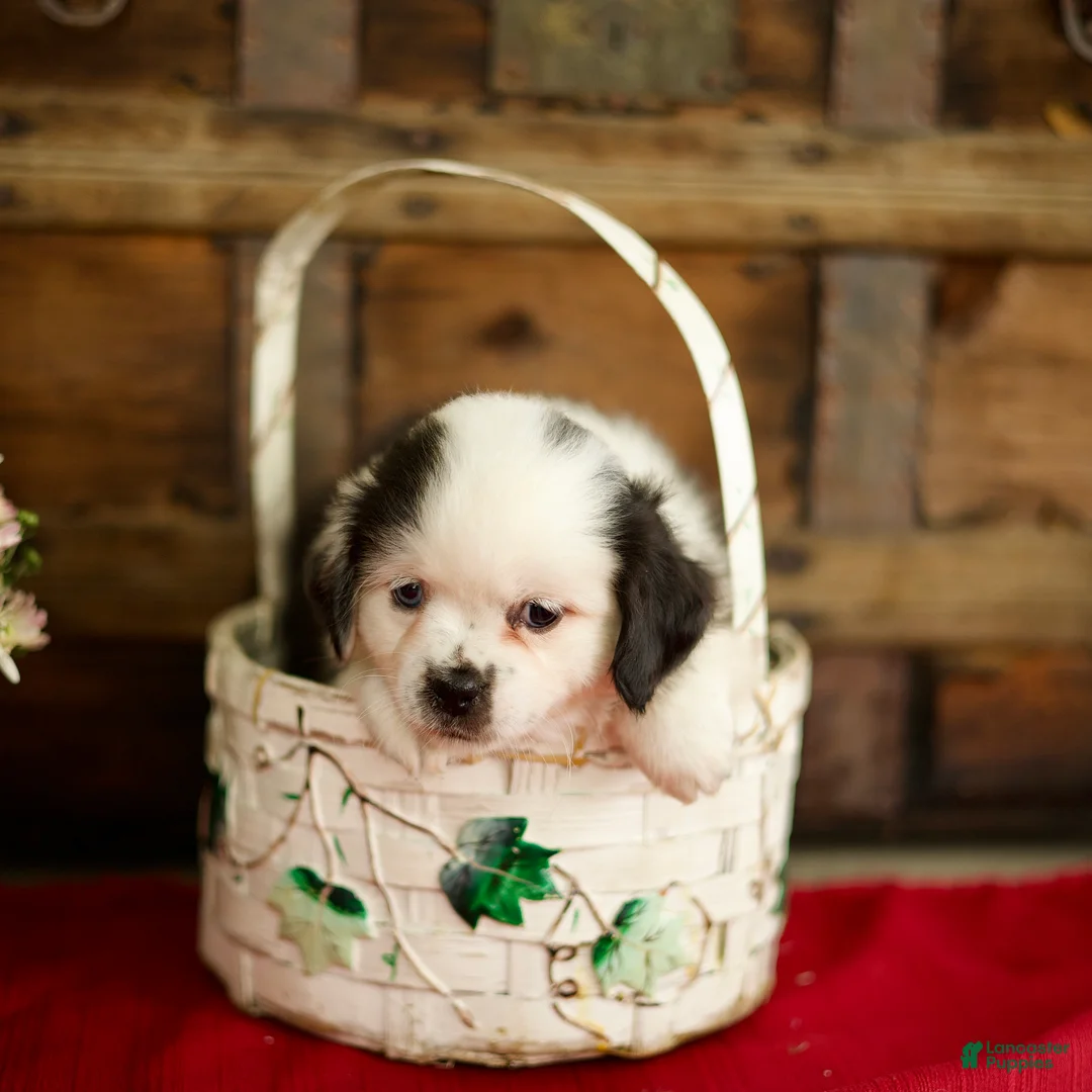 Mixed Breed dogs for sale: Bailey - Ad 2