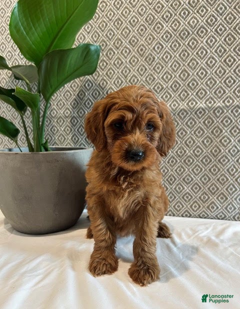 Irish Doodle dogs Sugar - Ad 2