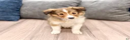 Shetland Sheepdog dogs for sale: Sadie - Ad 1