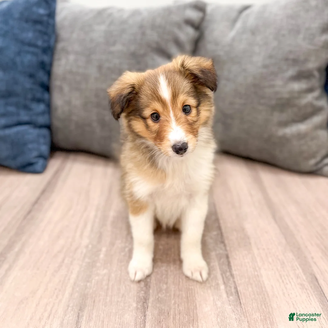 Shetland Sheepdog dogs for sale: Sadie - Ad 1