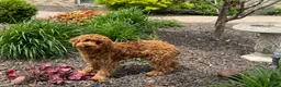 Cockapoo dogs for sale: Manny - Ad 11