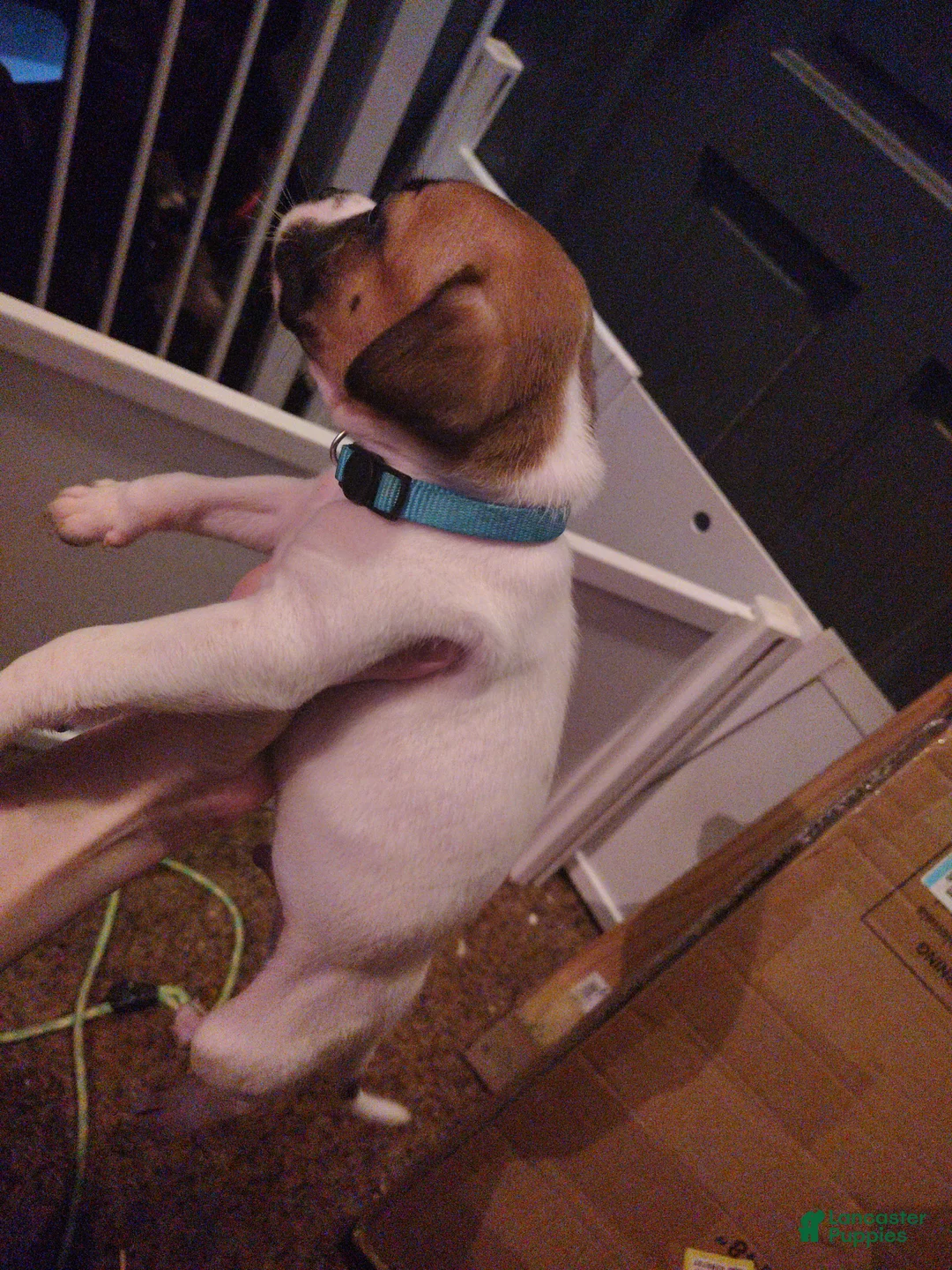 Mixed Breed dogs for sale: Dark blue collar  - Ad 2