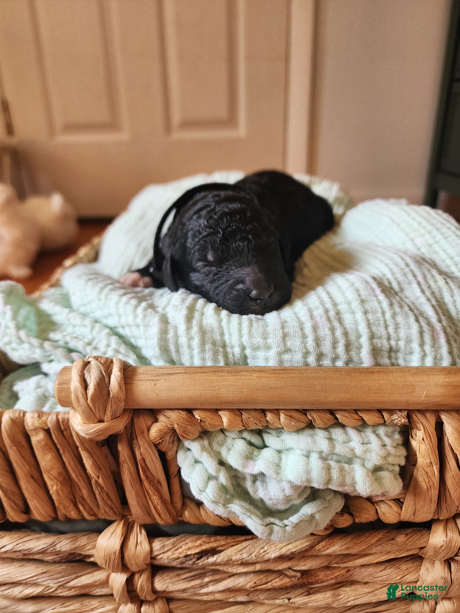 Mixed Breed dogs Cooper - Ad 7