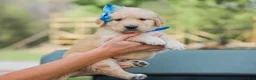Golden Retriever dogs for sale: Atlee ACA Golden Retriever Pup - Ad 5