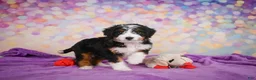 Mini Bernedoodle dogs for sale: Sasha - Ad 1