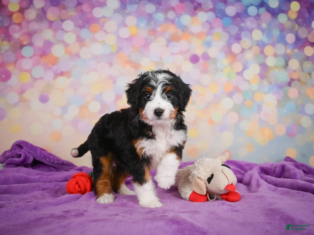 Mini Bernedoodle dogs for sale: Sasha - Ad 1