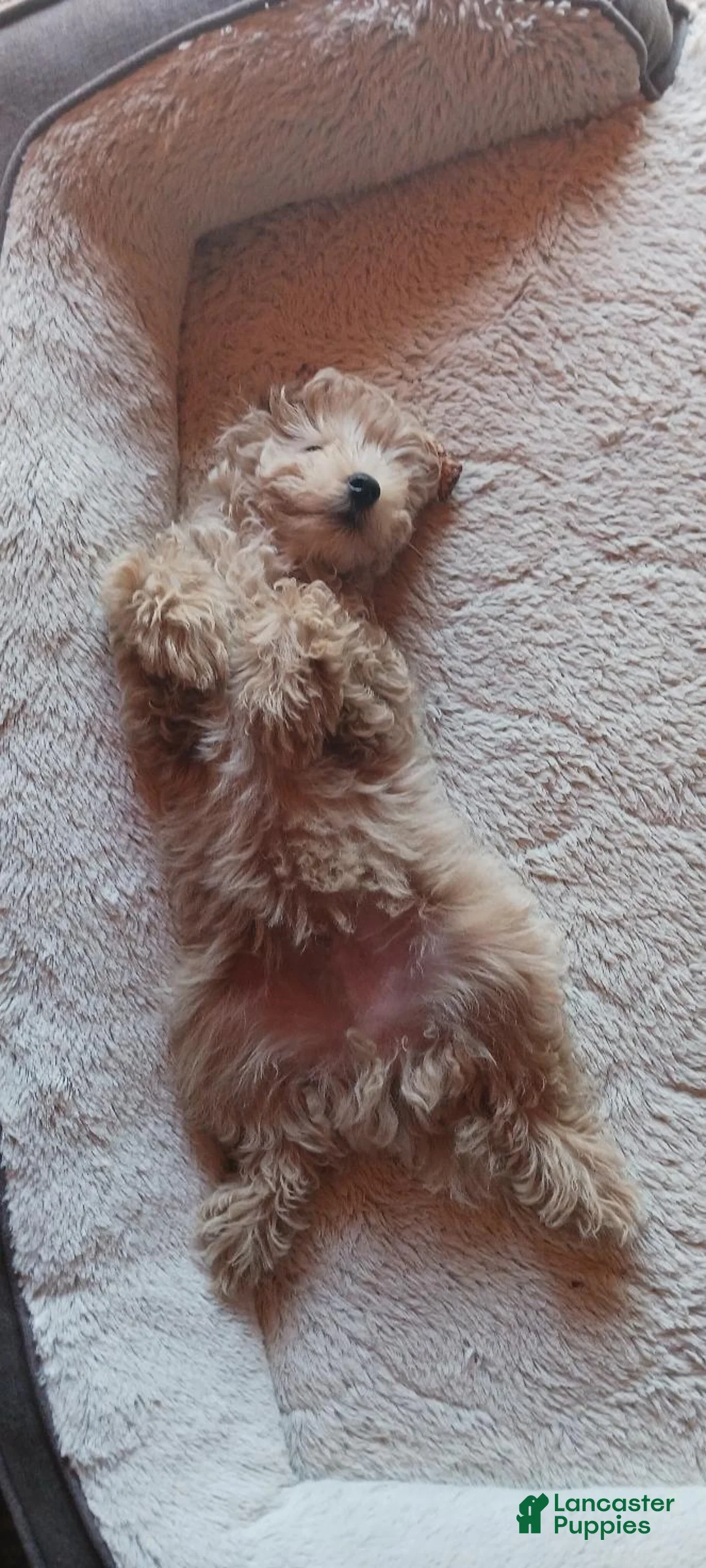 Maltipoo dogs for sale: Jack - Ad 2