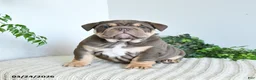 English Bulldog dogs for sale: Tonka Special Needs - Ad 1