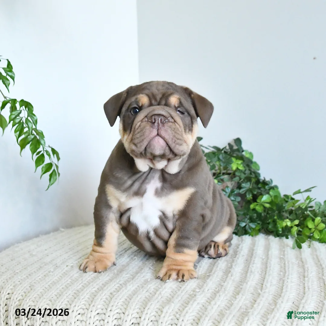 English Bulldog dogs for sale: Tonka Special Needs - Ad 1