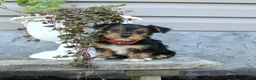 Yorkshire Terrier dogs for sale: Rosie - Ad 4