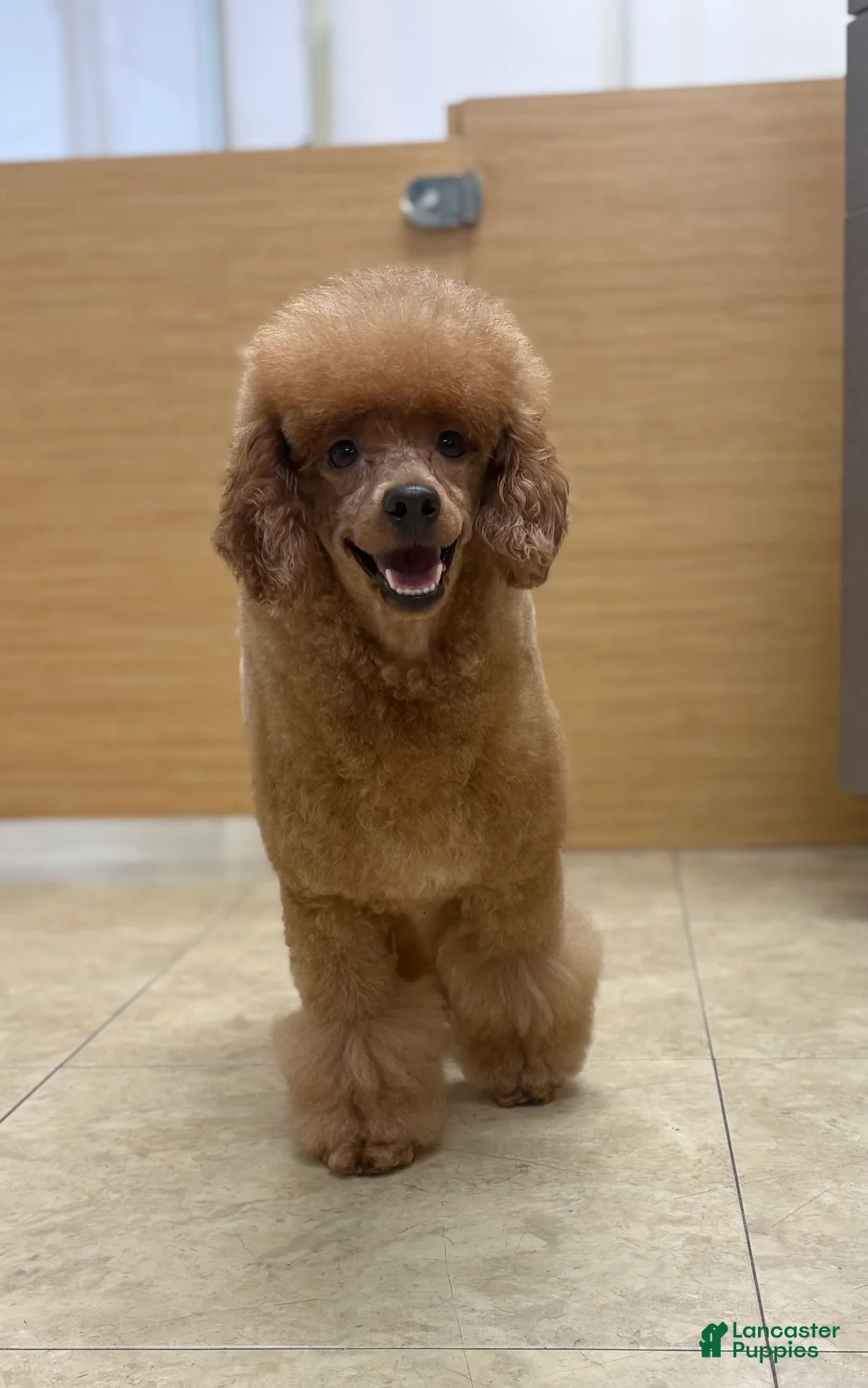 Miniature Poodle dogs for sale: Mochi - Ad 2
