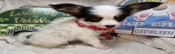 Papillon dogs for sale: Sinatra the Sumo (5 lb) - Ad 1