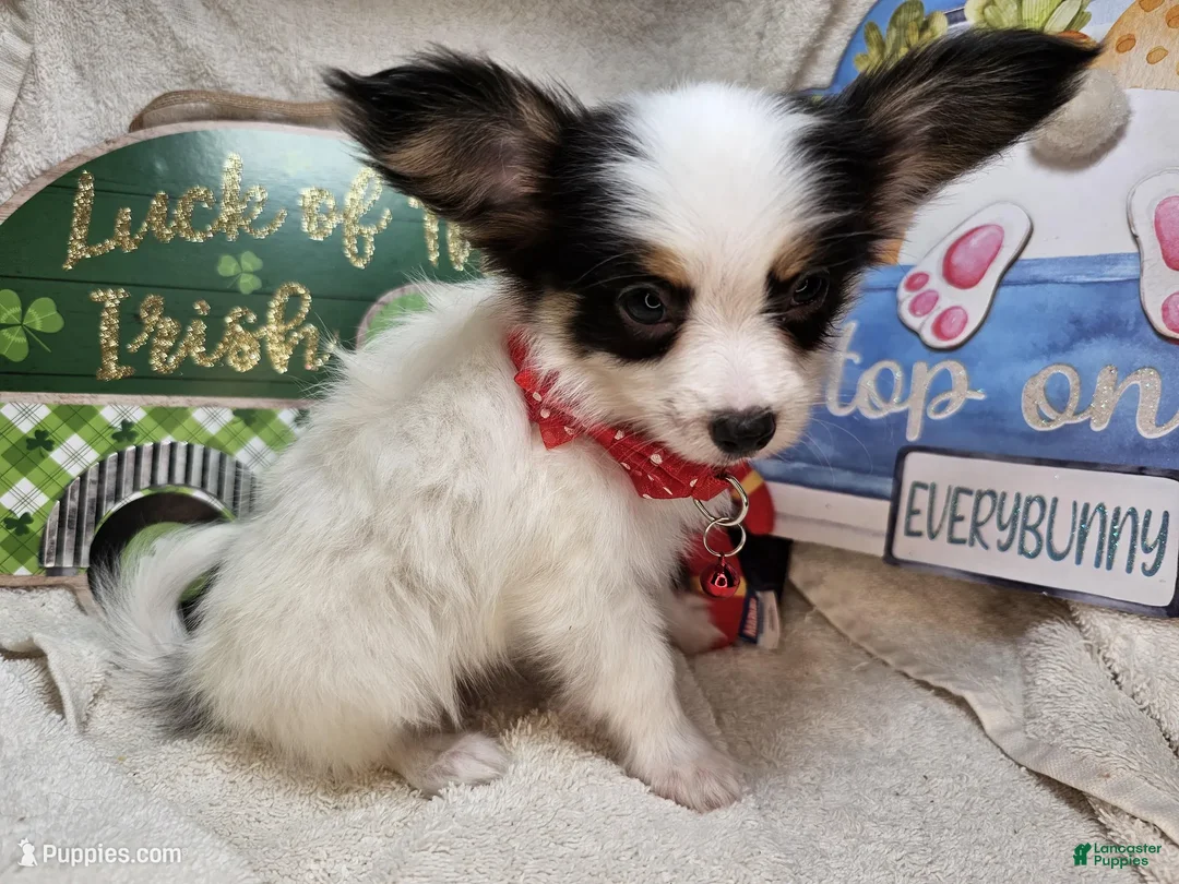 Papillon dogs for sale: Sinatra the Sumo (5 lb) - Ad 1