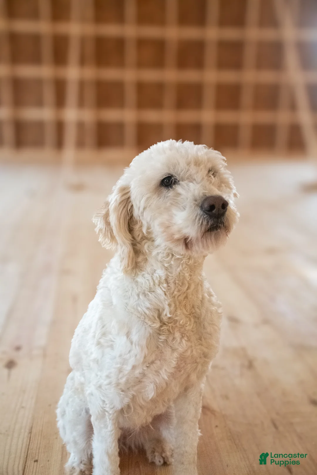 Goldendoodle dogs for sale: Willa - Ad 2