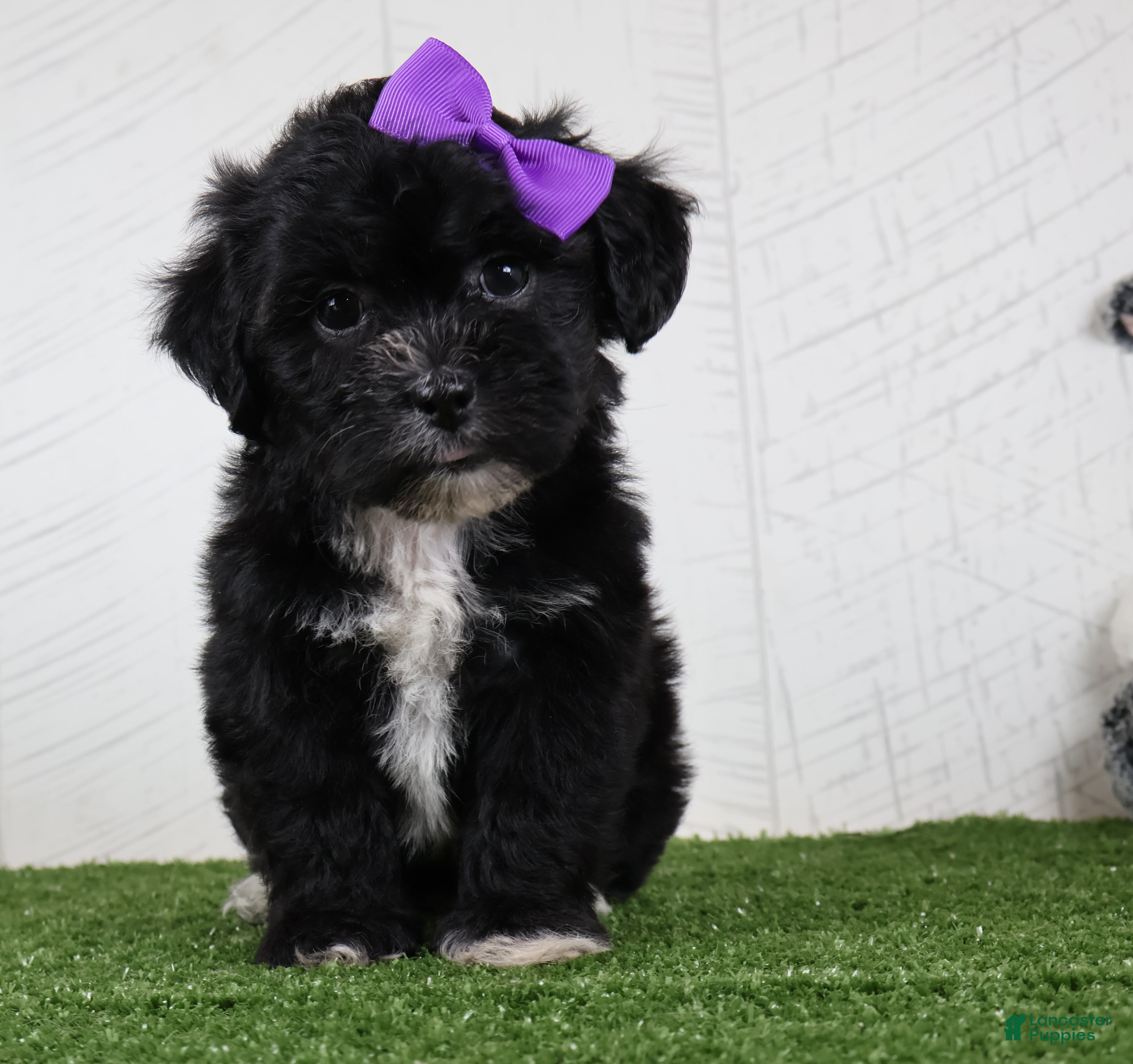 Teddy Bear dogs Stacey - Ad 1