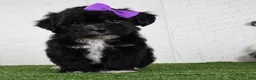 Teddy Bear dogs for sale: Stacey - Ad 1