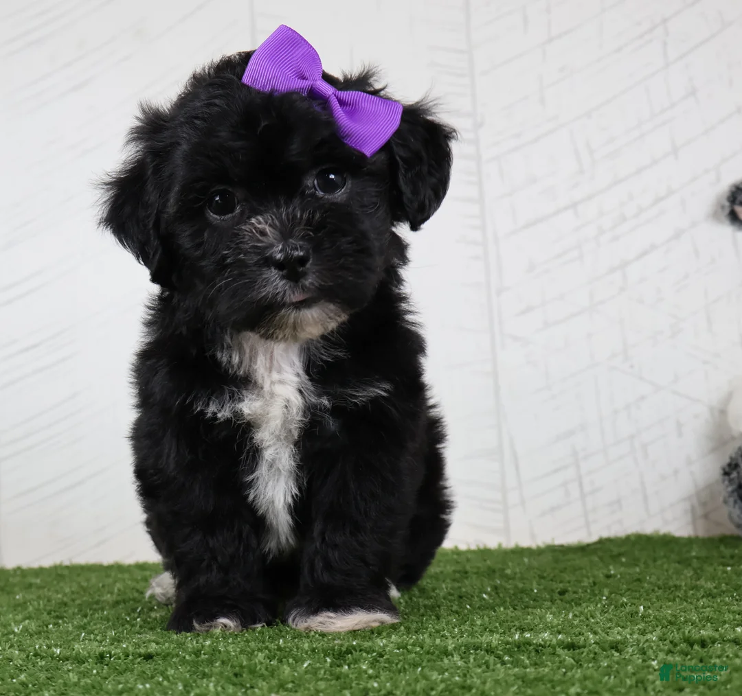 Teddy Bear dogs for sale: Stacey - Ad 1