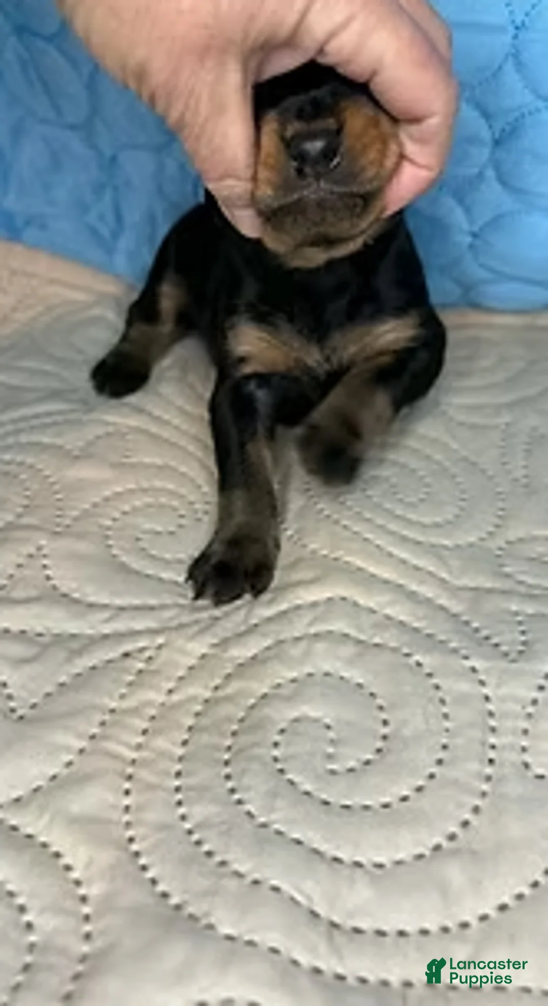 Mixed Breed dogs for sale: Chief - Ad 5