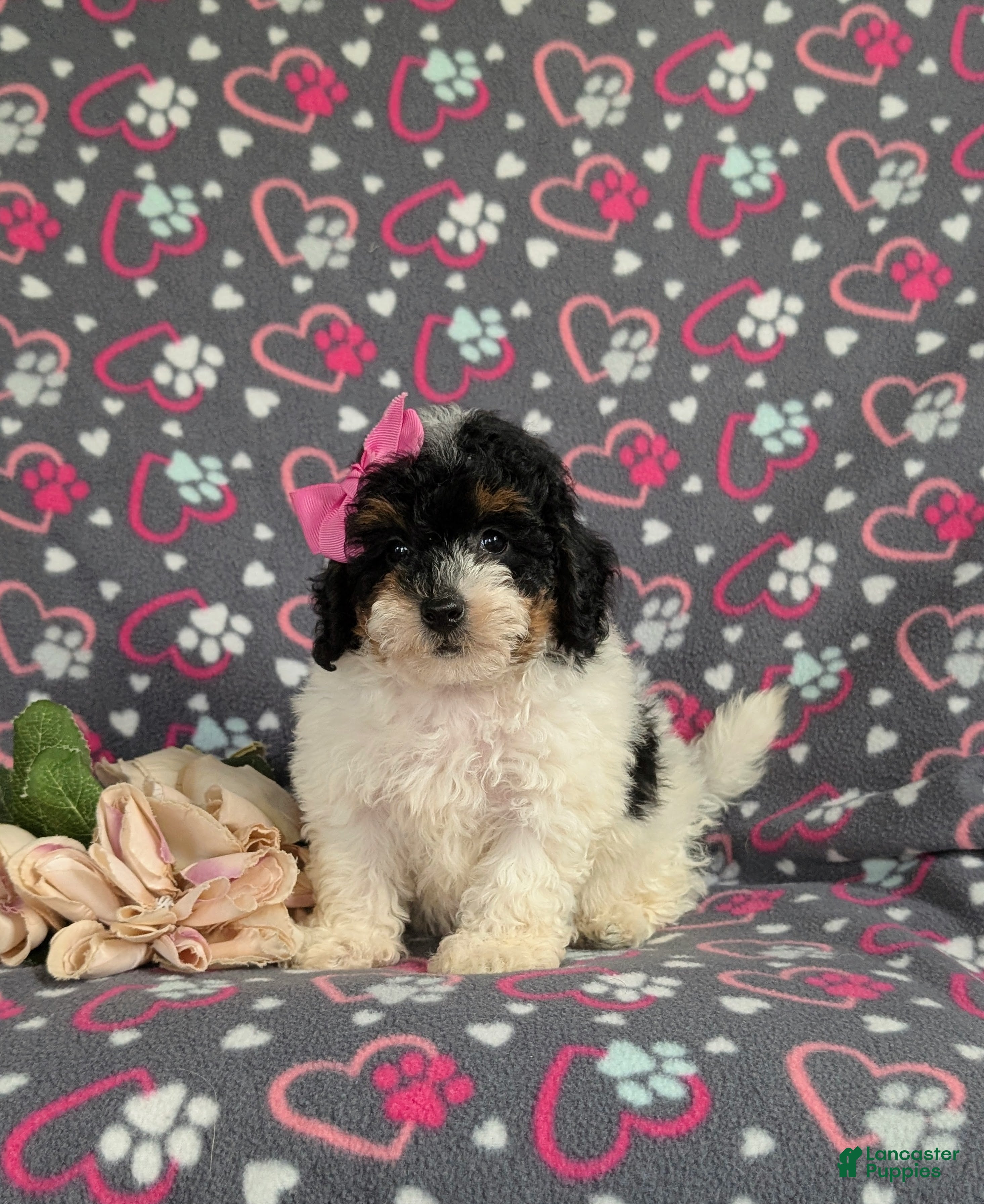 Bichpoo dogs Annabelle - Ad 1