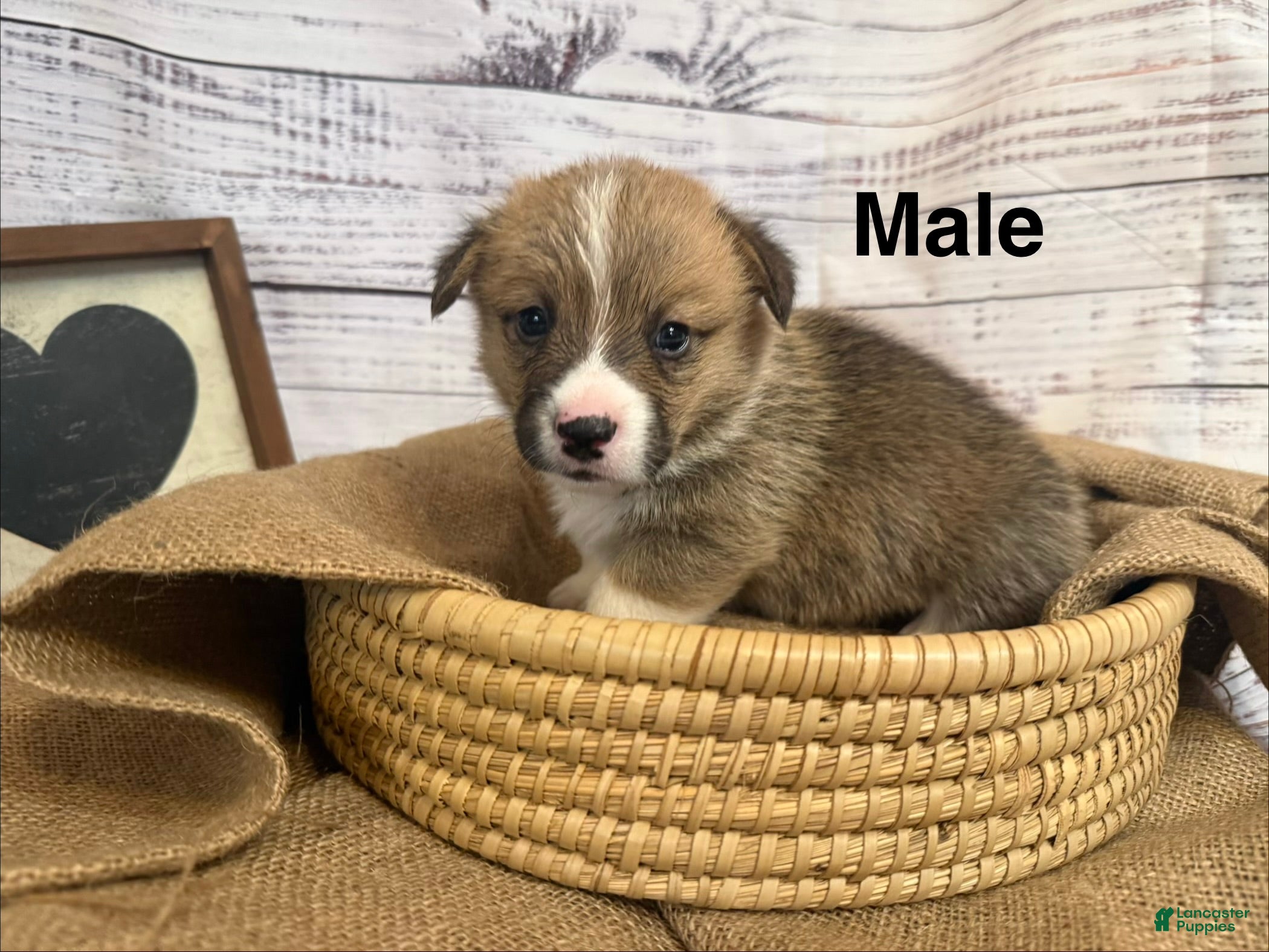 Welsh Corgi Pembroke dogs Welsh Corgi Pembroke 3 - Ad 1