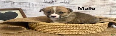 Welsh Corgi Pembroke 3