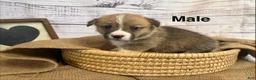 Welsh Corgi Pembroke dogs for sale: Welsh Corgi Pembroke 3 - Ad 1