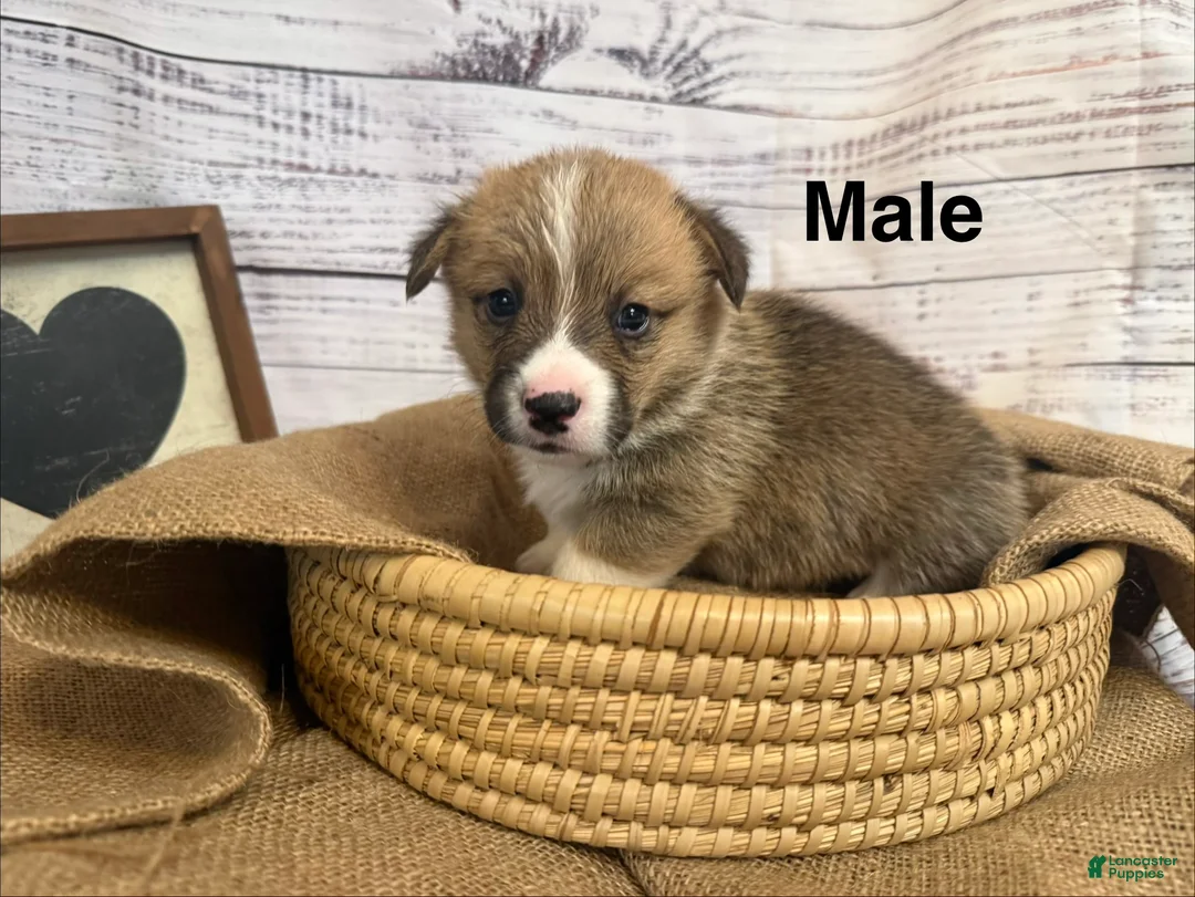 Welsh Corgi Pembroke dogs for sale: Welsh Corgi Pembroke 3 - Ad 1