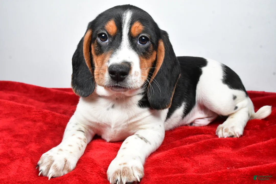 Beagle dogs for sale: Ryan - Ad 5
