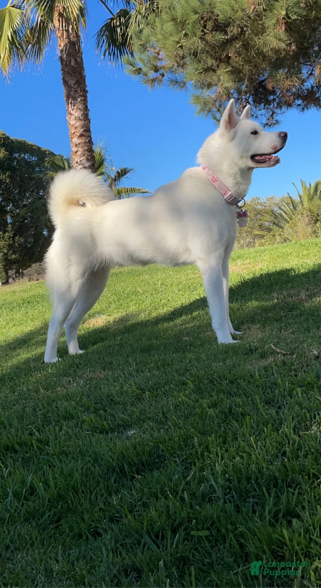 Akita dogs for sale: Victory - Ad 3