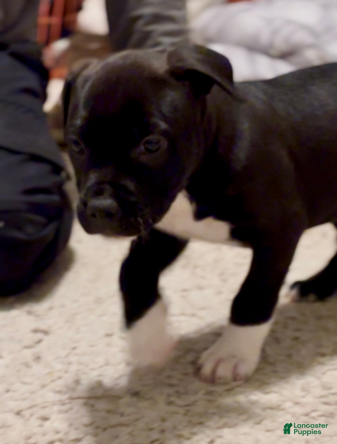 American Bully dogs Choco Loco - Ad 2