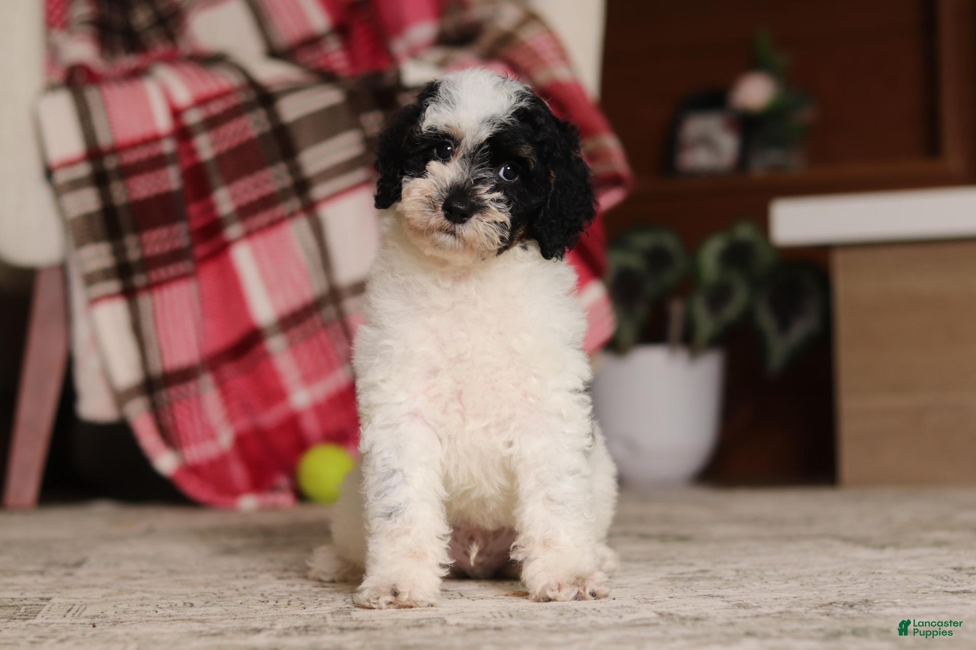 Miniature Poodle dogs Milo - Ad 1