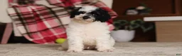 Miniature Poodle dogs for sale: Milo (AKC) - Ad 4