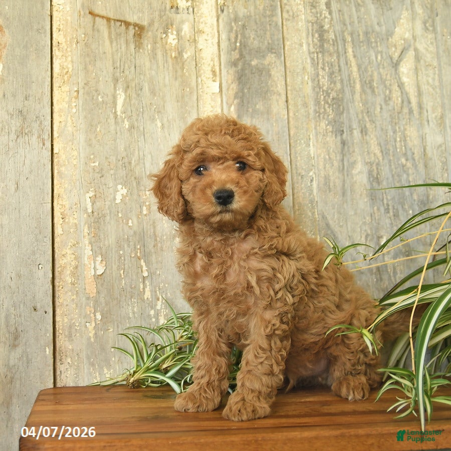 Maltipoo dogs Jackson  - Ad 2