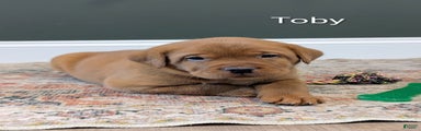 Toby