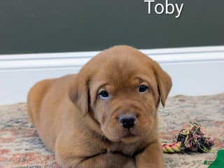 Labrador Retriever dogs Toby - Ad 10