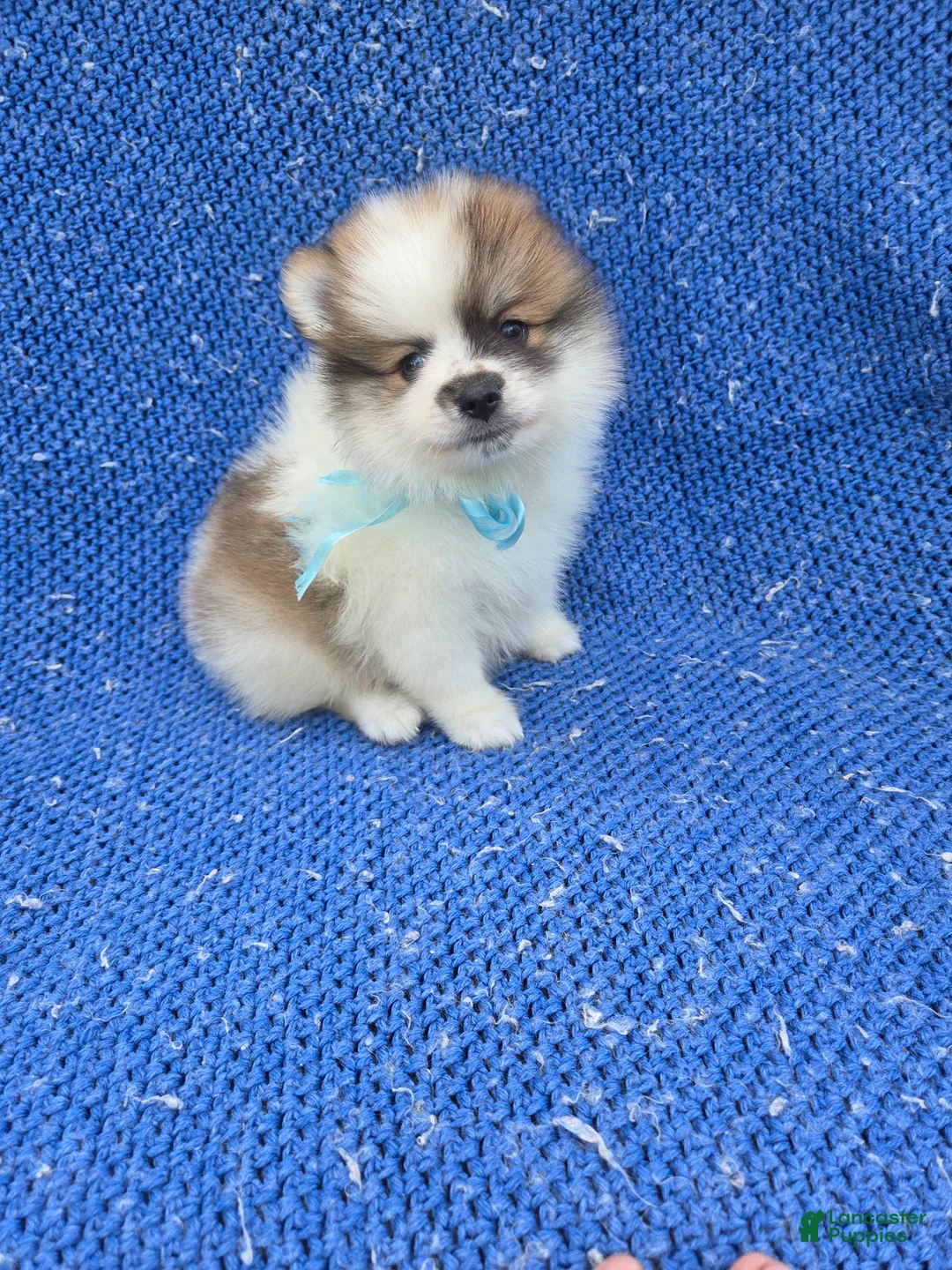 Pomeranian dogs for sale: Kolby - Ad 1