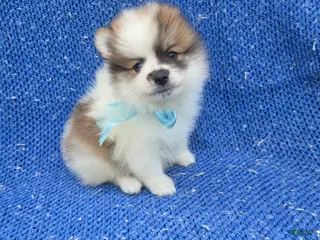 Pomeranian dogs Kolby - Ad 3