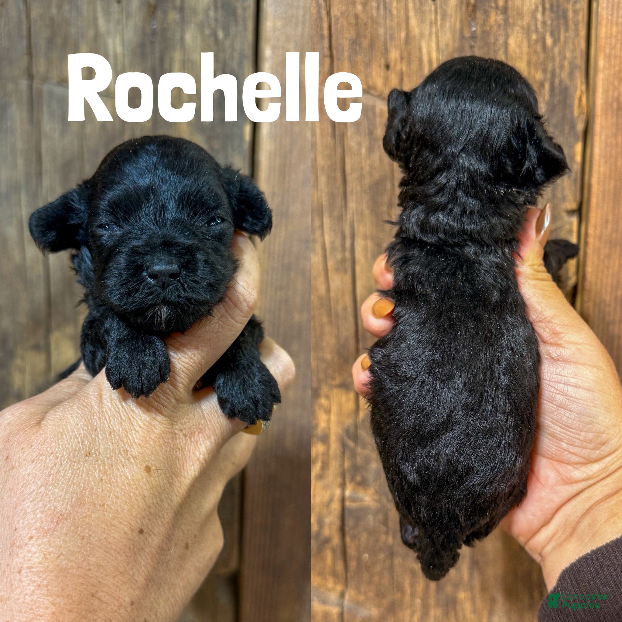Cavapoo dogs Rochelle F1b Cavapoo Girl 🐶 - Ad 22