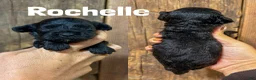 Cavapoo dogs for sale: Rochelle F1b Cavapoo Girl 🐶 - Ad 1