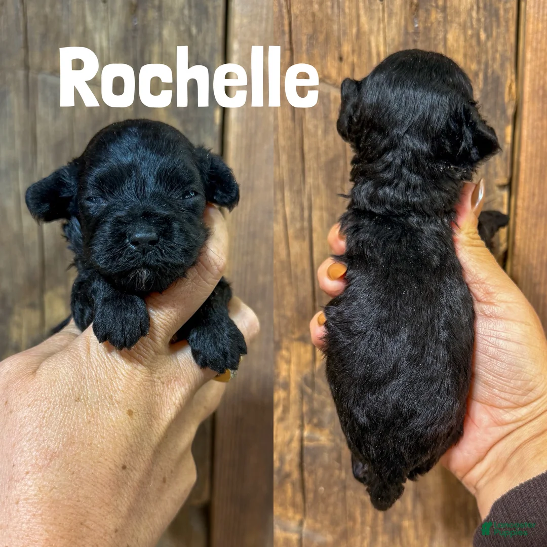 Cavapoo dogs for sale: Rochelle F1b Cavapoo Girl 🐶 - Ad 1