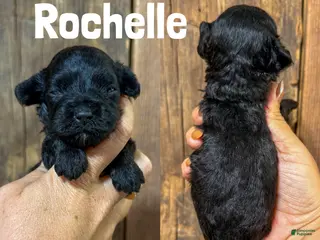 Cavapoo dogs Rochelle F1b Cavapoo Girl 🐶 - Ad 20