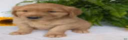 Golden Retriever dogs for sale: Parker  - Ad 10