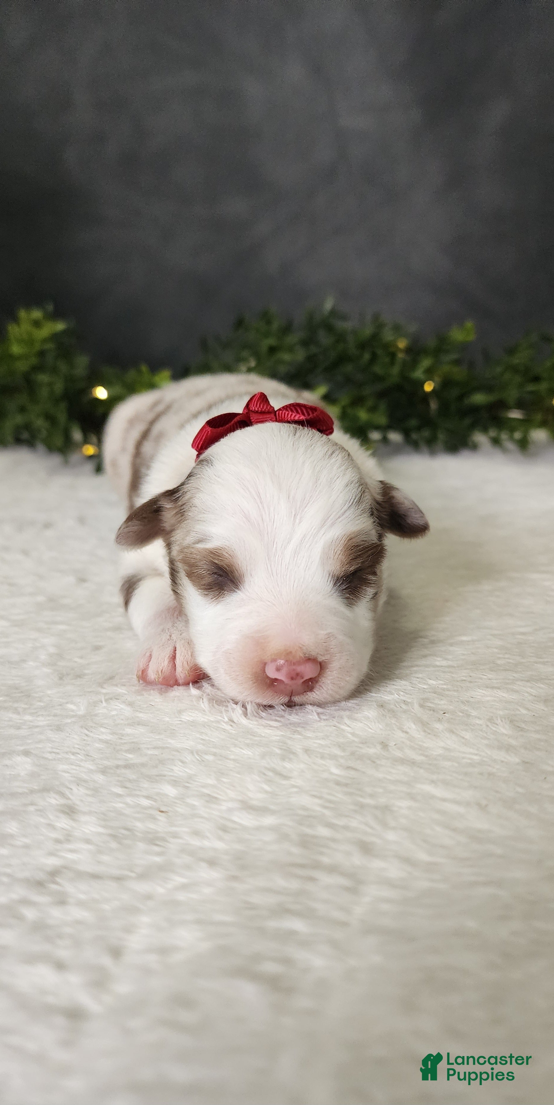 Miniature Australian Shepherd dogs Grace - Ad 2