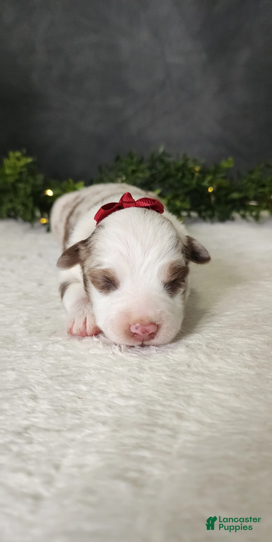 Miniature Australian Shepherd dogs for sale: Grace - Ad 2