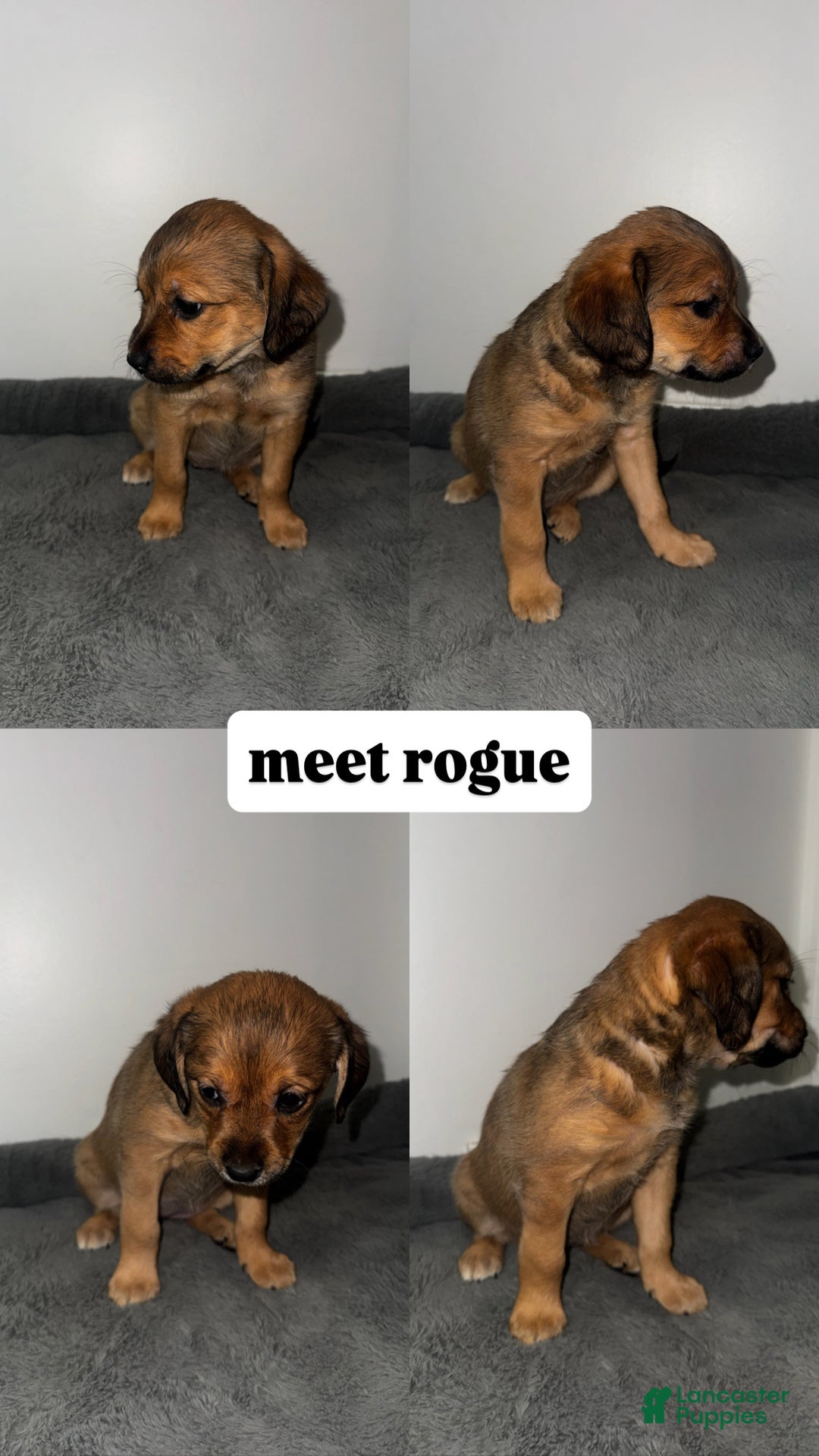 Mixed Breed dogs for sale: Rogue - Ad 1